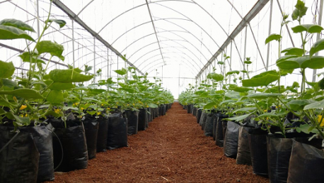 cultivo de pepino en invernadero