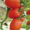 venta semilla tomate pai pai