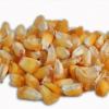 semilla de maiz sin tratamiento