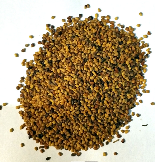 Semilla de trebol rojo para germinados | Al Natural Grow Shop