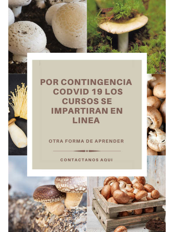 curso en linea cultivo de champiñon