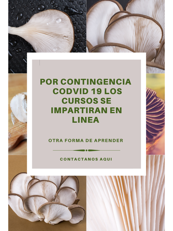 curso en linea hongo seta