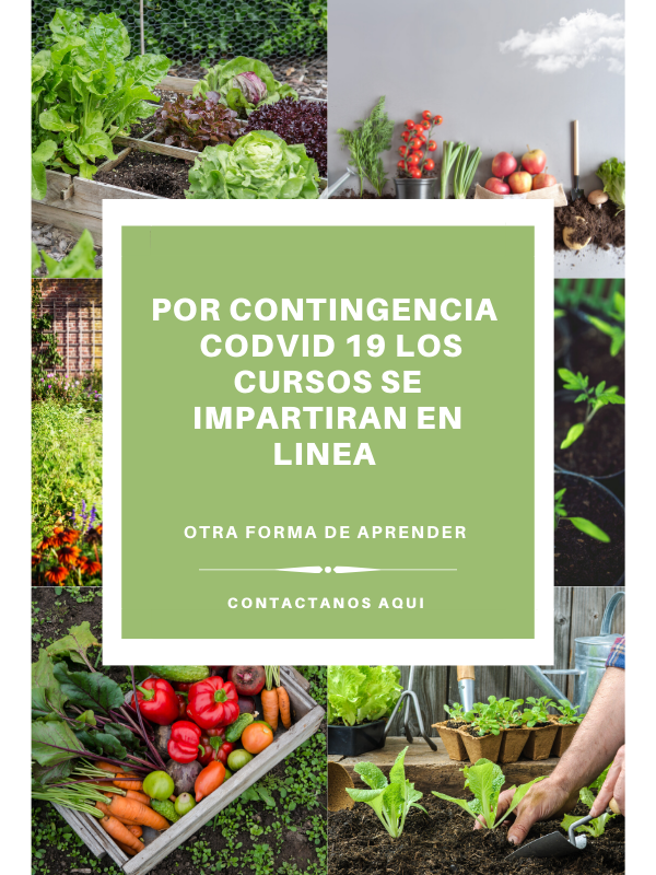curso en linea huerto en maceta