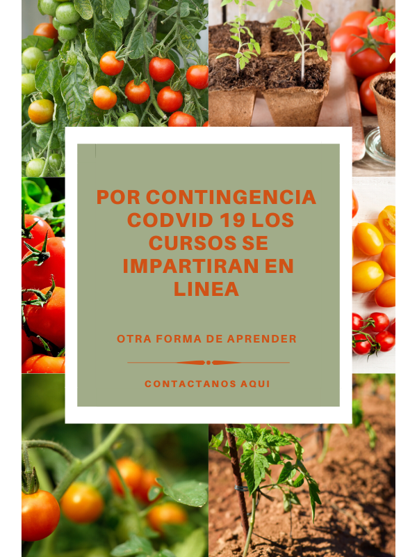 curso en linea tomate hidroponico