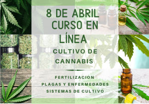 curso sobre produccion de cannabis