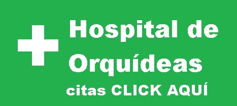 hospital de orquideas citas