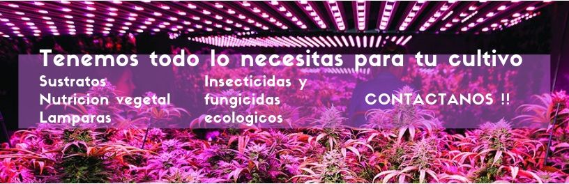indoor casero cannabis mexico