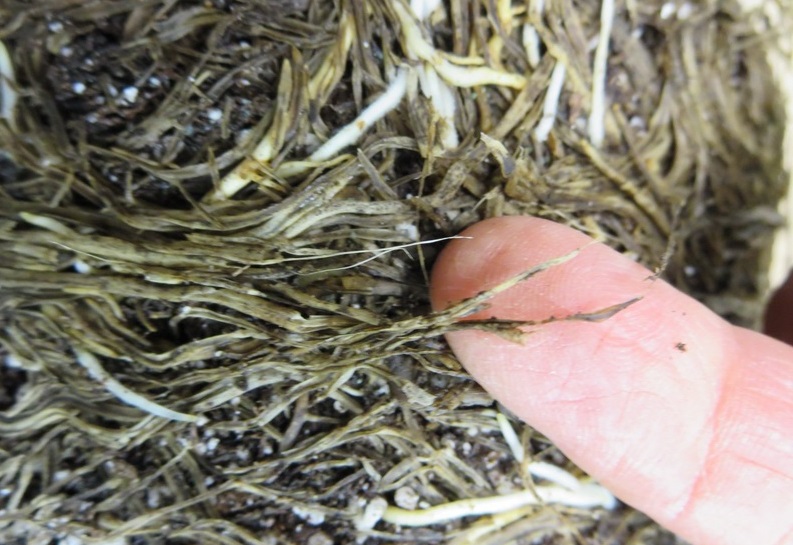 pythium_lechuga