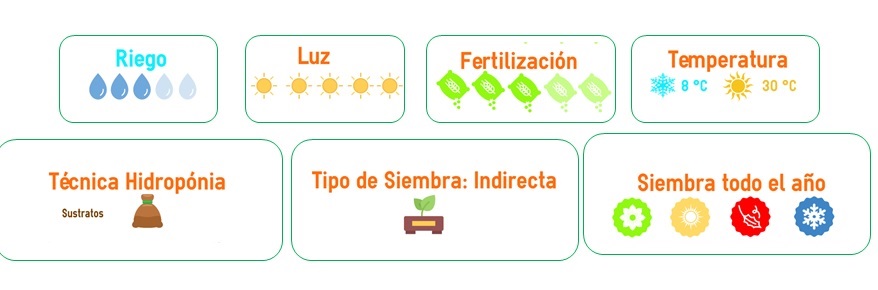 semillas de apio venta df
