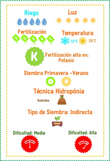 venta semillas jitomate saladette
