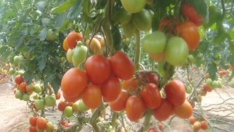 invernaderos de tomate precio