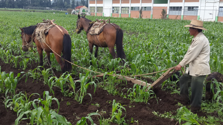 agricultura organica en mexico
