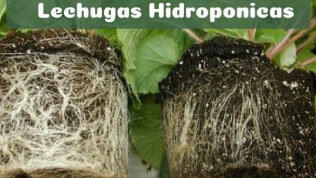 pythium lechugas hidroponicas