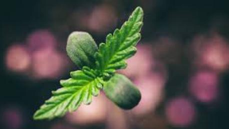 como germinar semillas marihuana