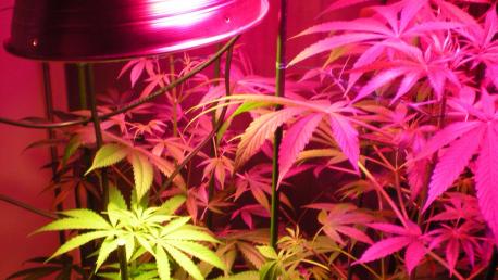 Cultivo indoor marihuana mexico