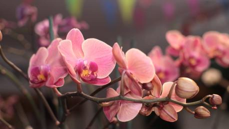 Fertilizante para orquideas