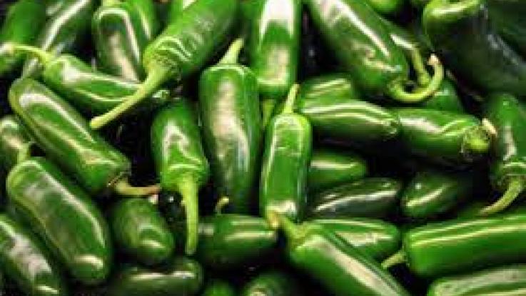 venta semilla chile jalapeño 