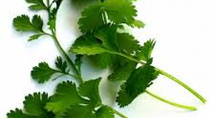 semilla de cilantro donde comprar