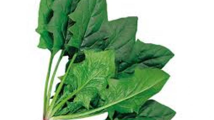 venta de semilla espinaca