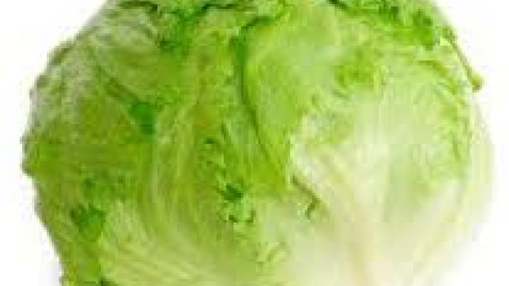 venta semillas lechuga mexico