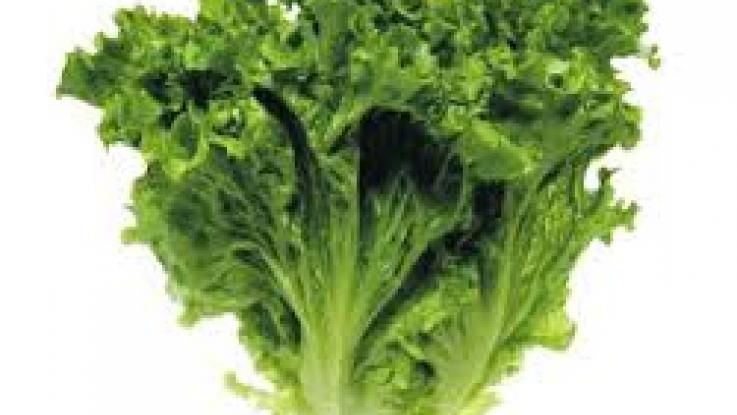 venta semillas lechuga mexico