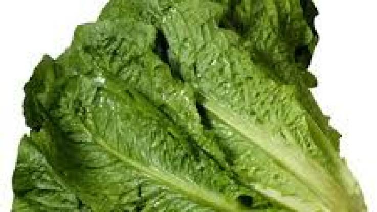 venta semillas lechuga mexico