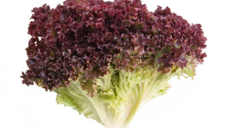 venta semillas lechuga mexico