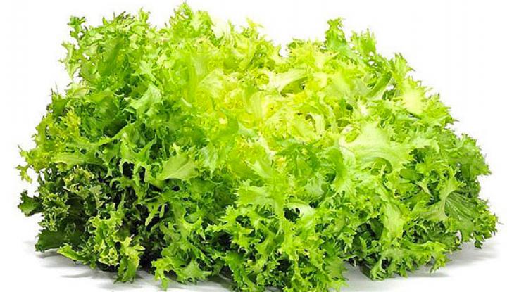 venta semillas lechuga mexico