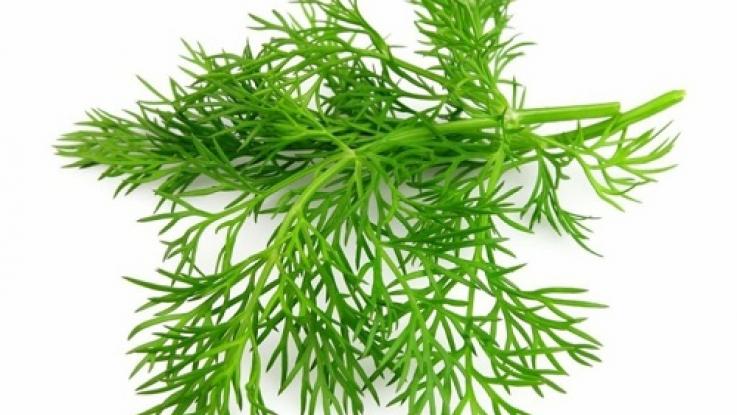 semilla_eneldo_venta_cdmx