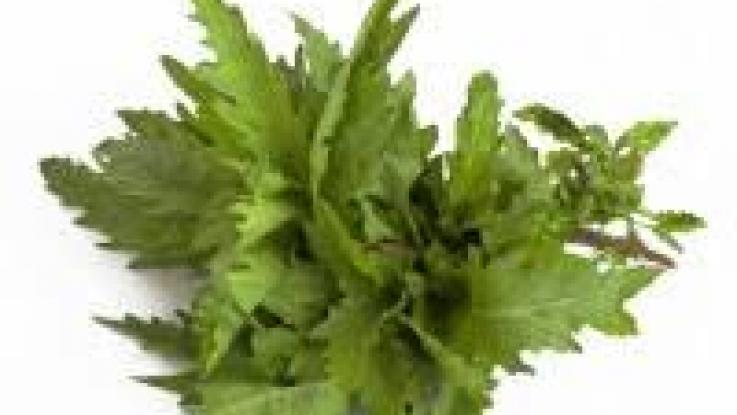 semillas-epazote-venta-cdmx