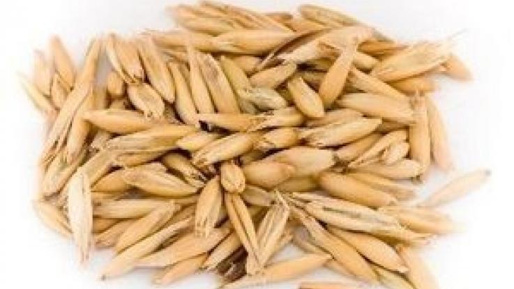 semilla de avena para germinados