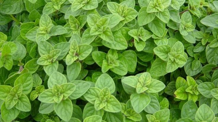 semillas_oregano_venta_cdmx