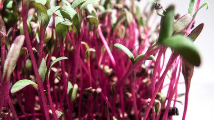 semilla germinados betabel venta cdmx
