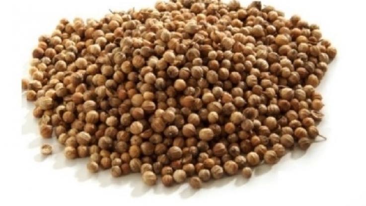 semilla de cilantro sin tratamiento venta