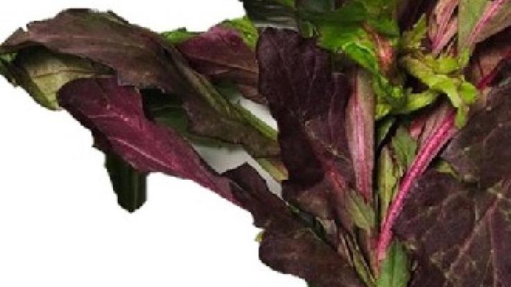 semilla de epazote morado venta