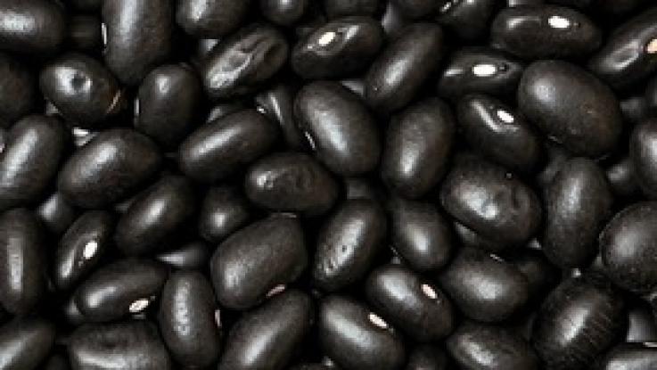 semilla de frijol sin tratamiento