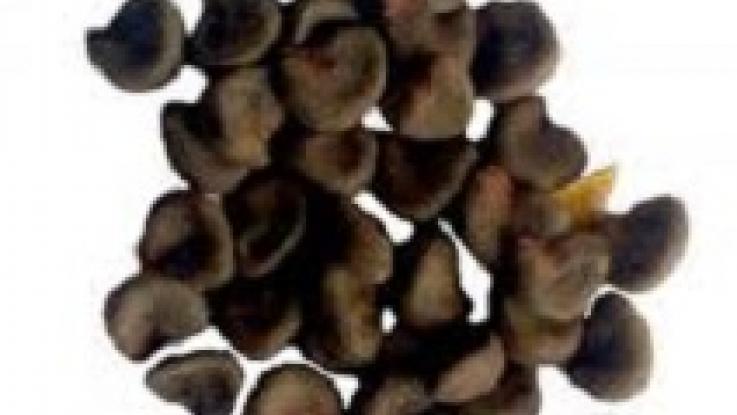semilla de jamaica sin tratamiento