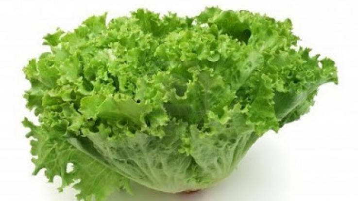 semilla de lechuga italiana sin tratamiento venta