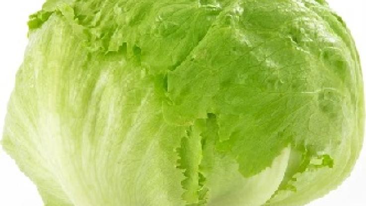 semilla de lechuga romana sin tratamiento venta