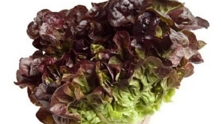 semilla de lechuga sangria sin tratamiento venta