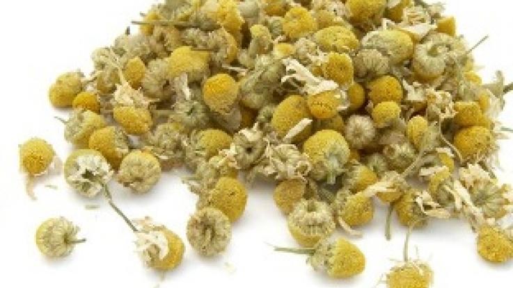 venta de semilla de manzanilla sin tratamiento