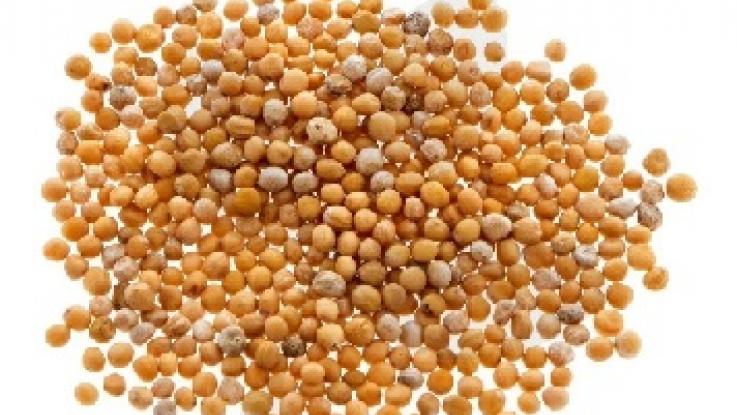 semilla de mostaza sin tratamiento