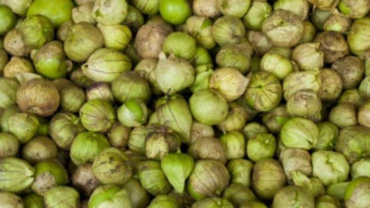 venta de semilla tomate verde sin tratamiento