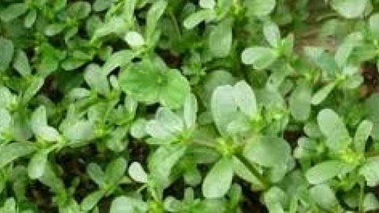 semilla de verdolaga venta