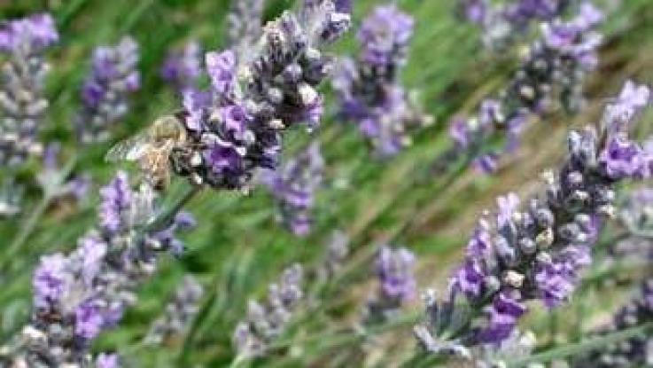 te de lavanda