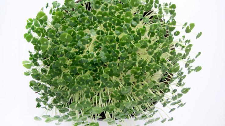 semilla de chia para germinados venta mexico