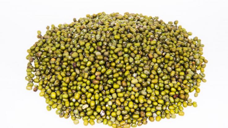 semilla de frijol mungo para germinados