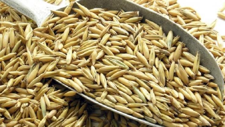 semilla de avena para germinados 