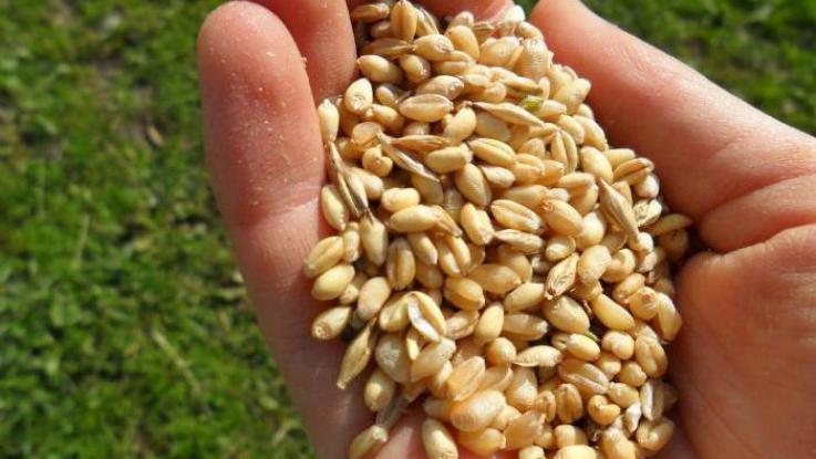 semilla de trigo para forraje verde hisroponico