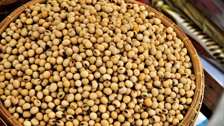 semilla de soya precio